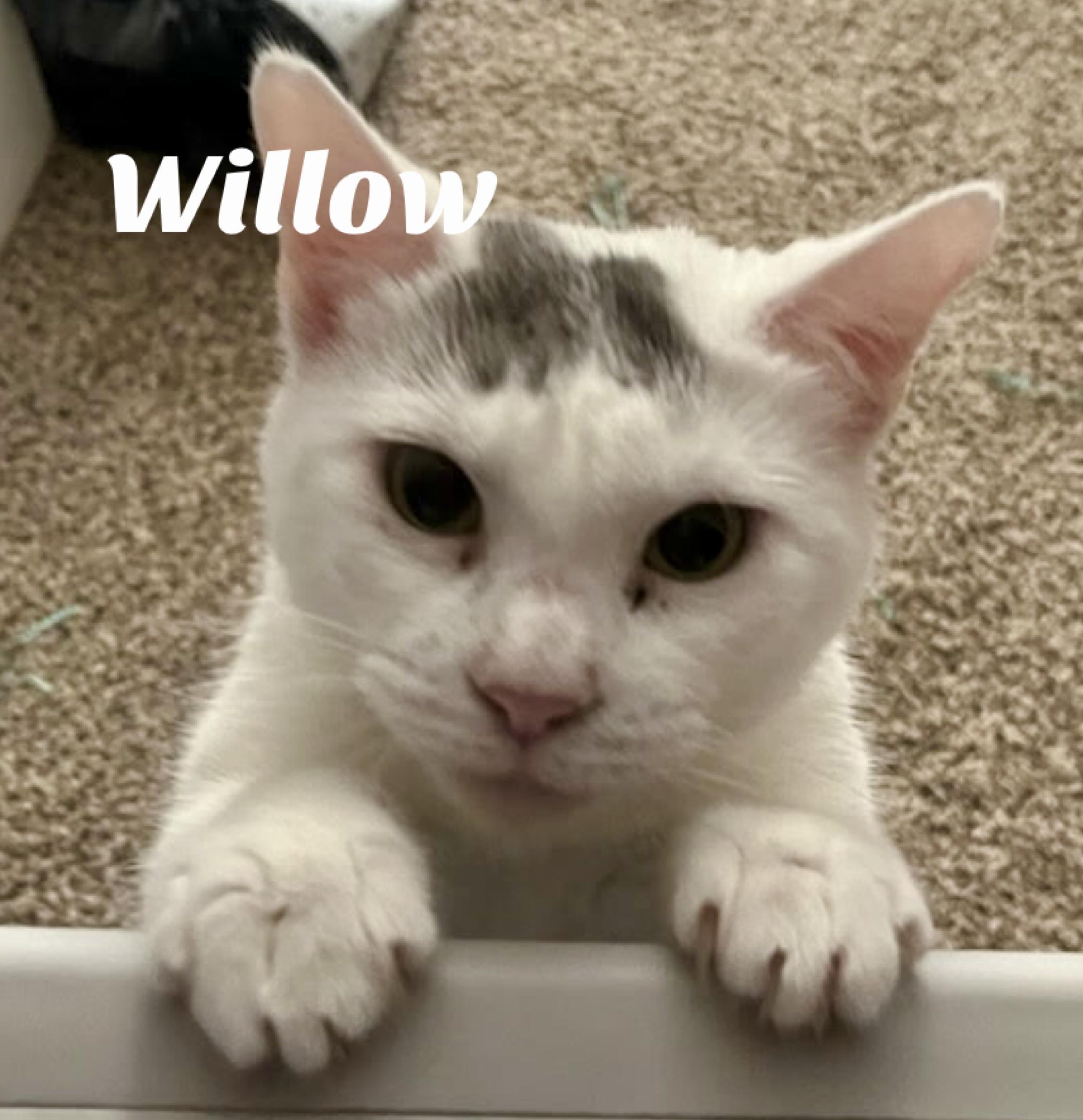 Willow, Adoptable, Adult Female Domestic Short Hair.
