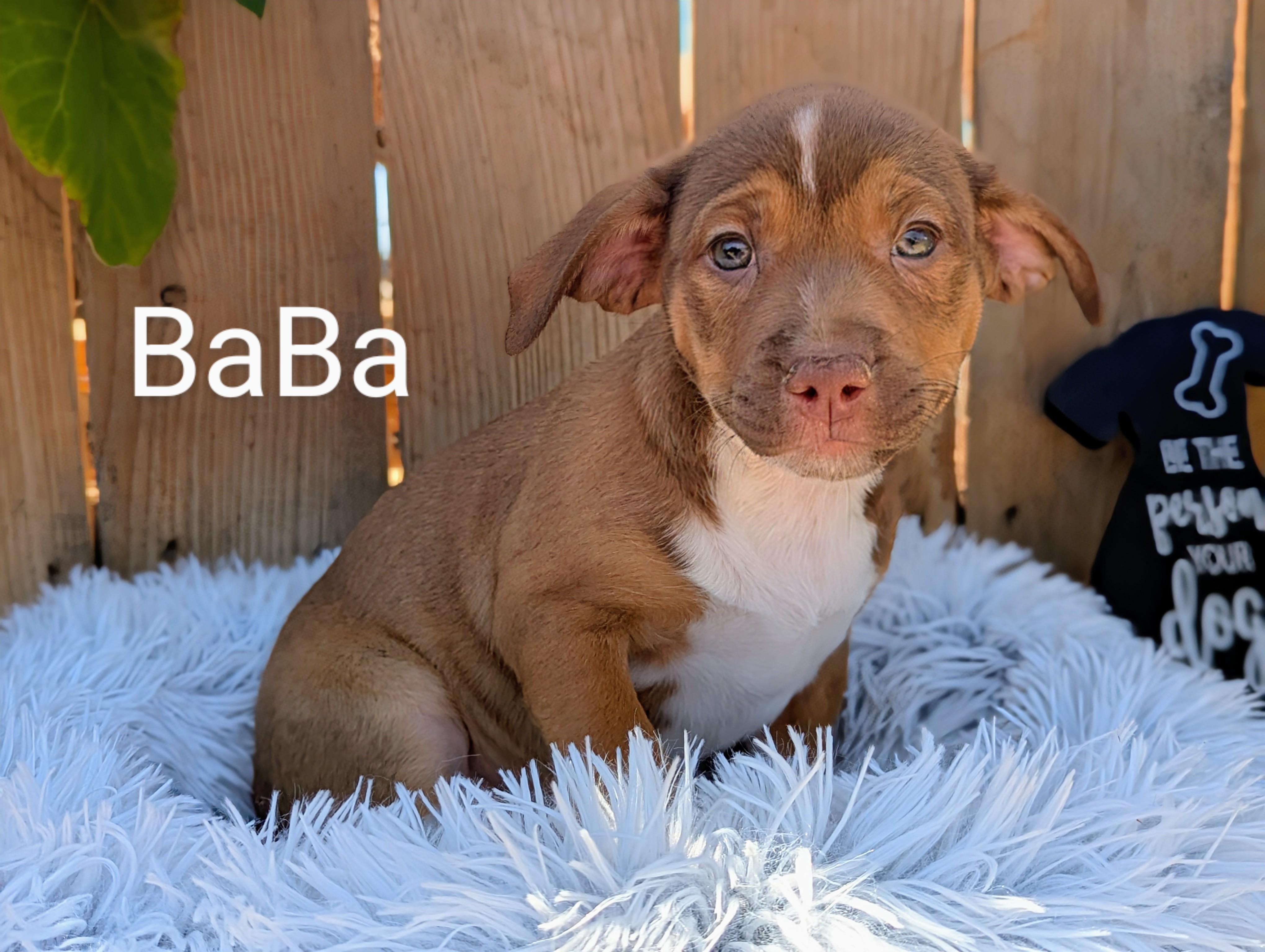 Adopt BaBa