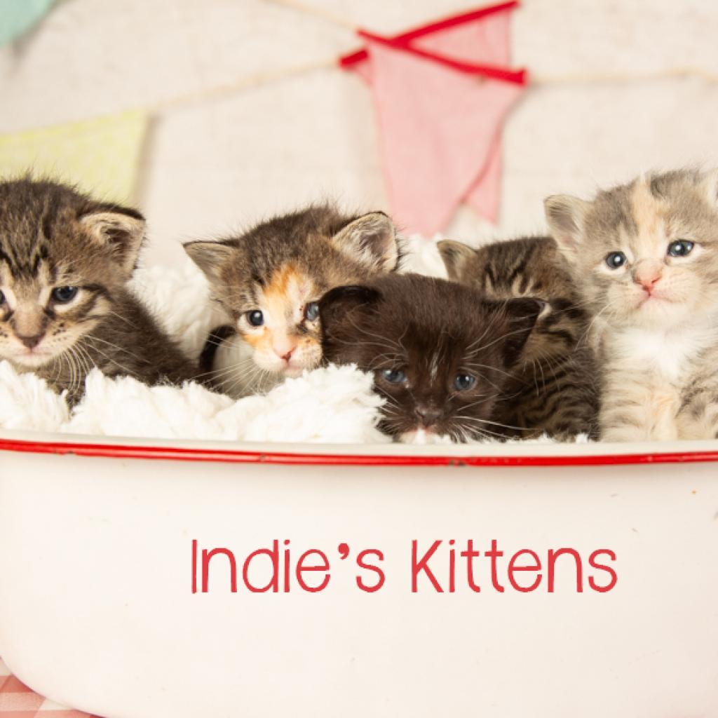 Wilder, Adoptable, Adult Male Domestic Short Hair.