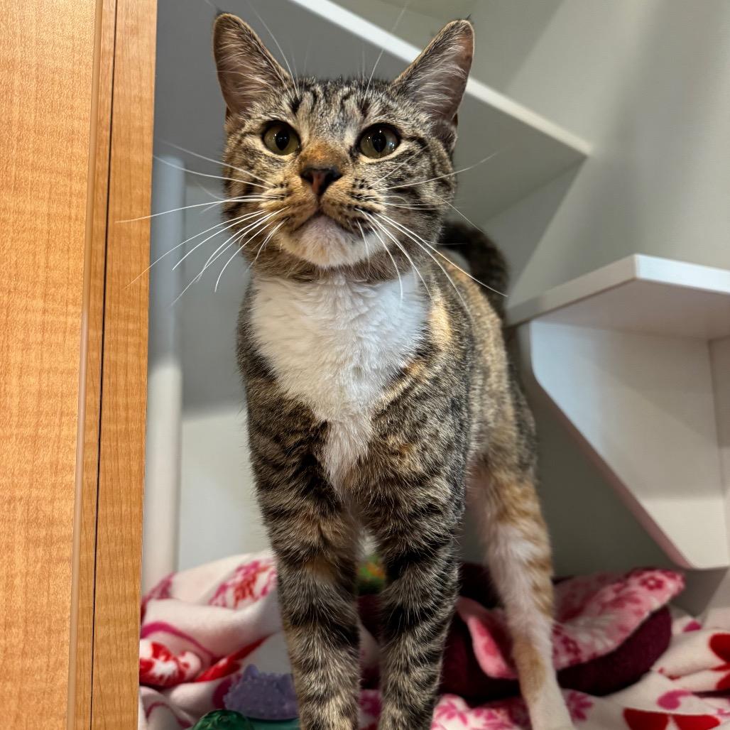 Sailor Jupiter, Adoptable, Young Female Domestic Short Hair.