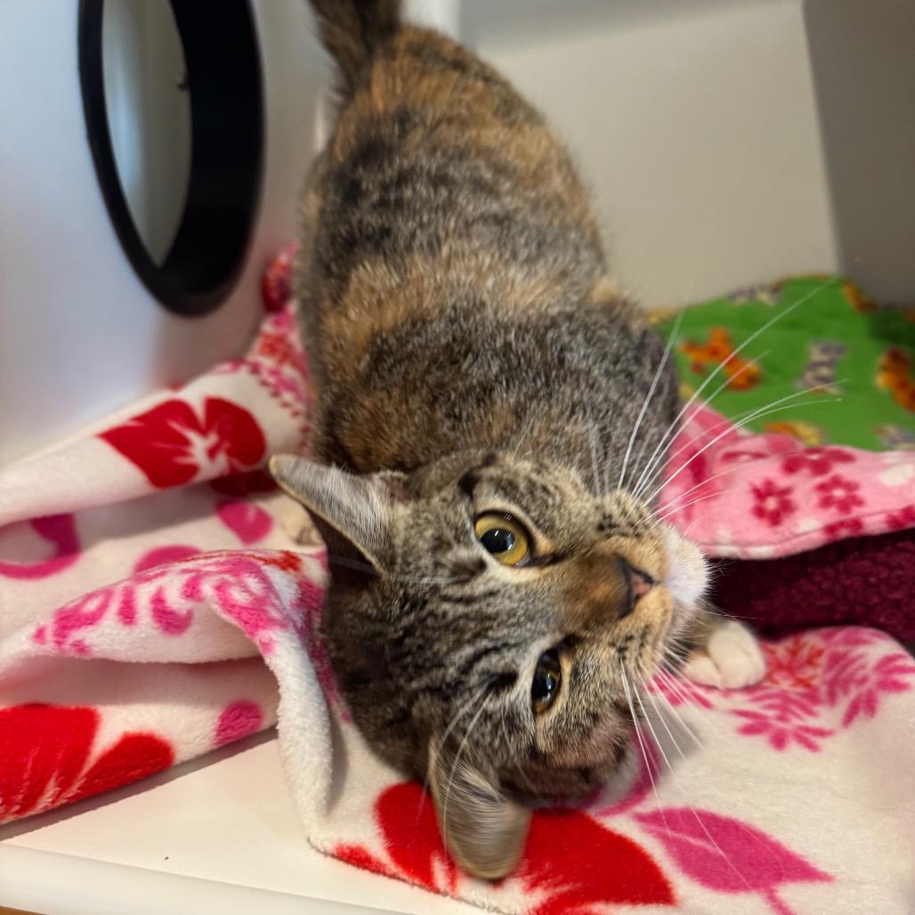 Enlarge Sailor Jupiter, a Adoptable Domestic Short Hair in Buellton, CA image 2/5