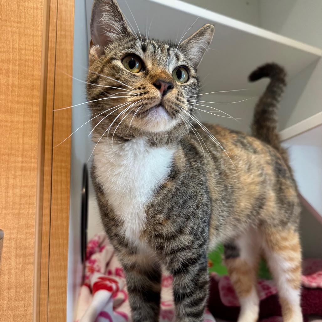 Enlarge Sailor Jupiter, a Adoptable Domestic Short Hair in Buellton, CA image 3/5