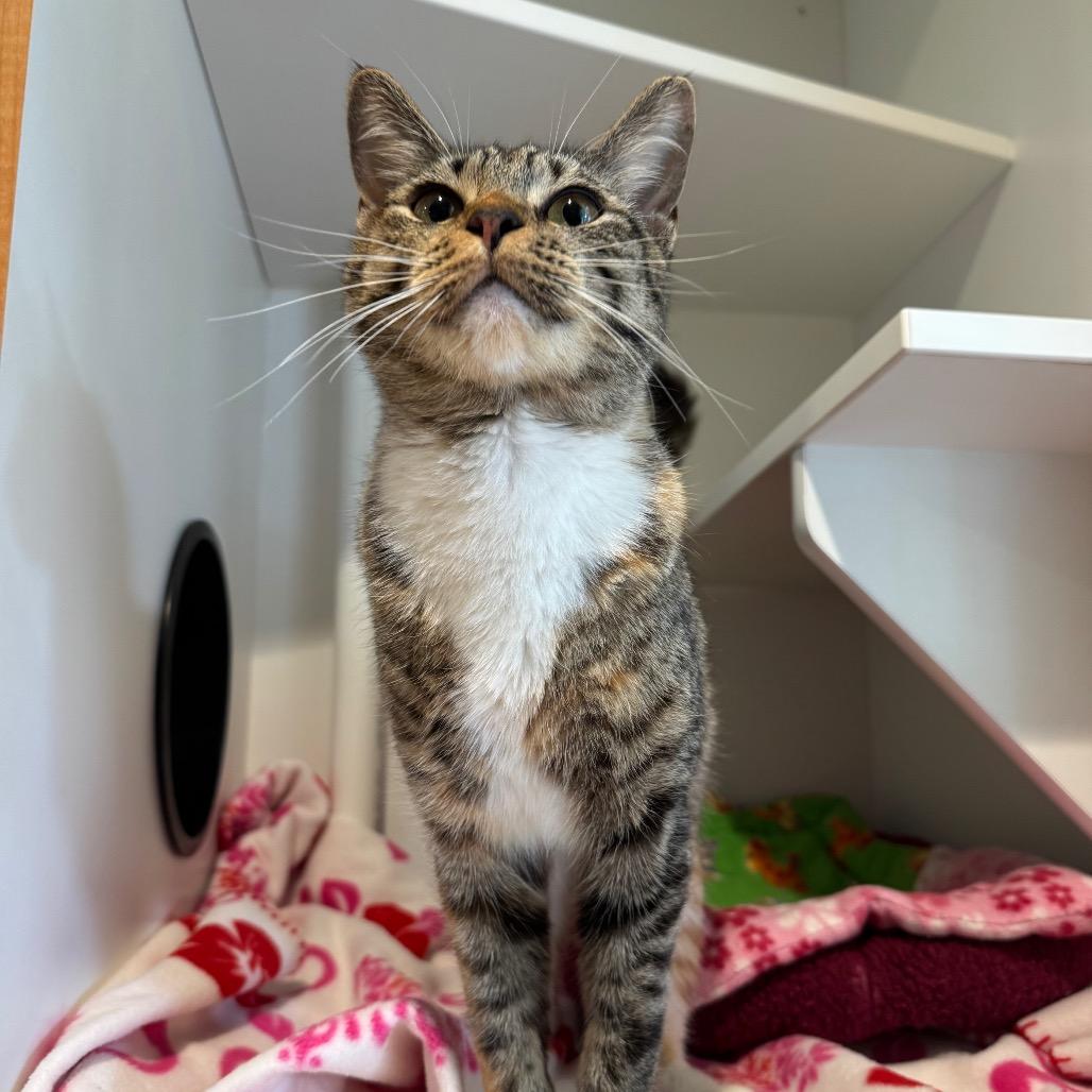 Enlarge Sailor Jupiter, a Adoptable Domestic Short Hair in Buellton, CA image 4/5