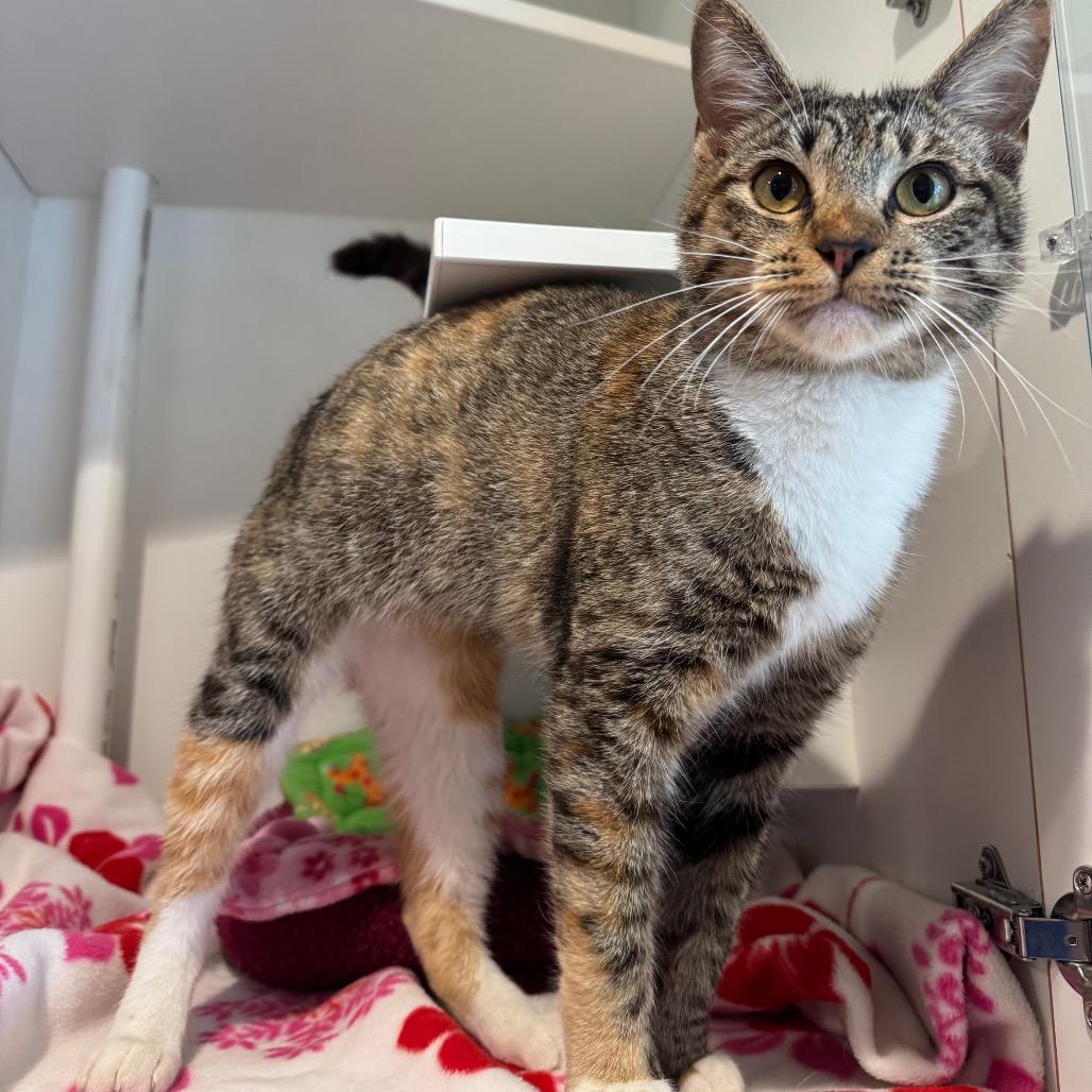 Enlarge Sailor Jupiter, a Adoptable Domestic Short Hair in Buellton, CA image 5/5