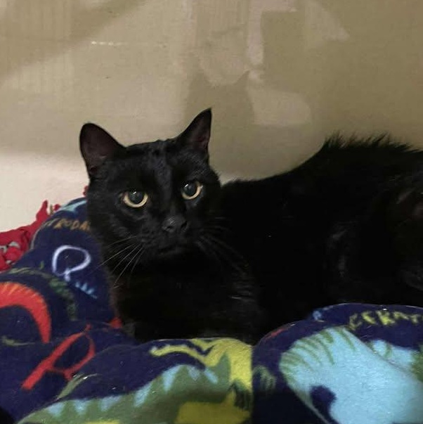 Phyllis, ADOPTABLE, Senior Female Domestic Short Hair.