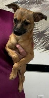 Sanchez, Adoptable, Puppy Male Chihuahua.