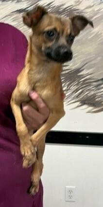 Sanchez, a Adoptable Chihuahua in Dawson, GA image 2/2