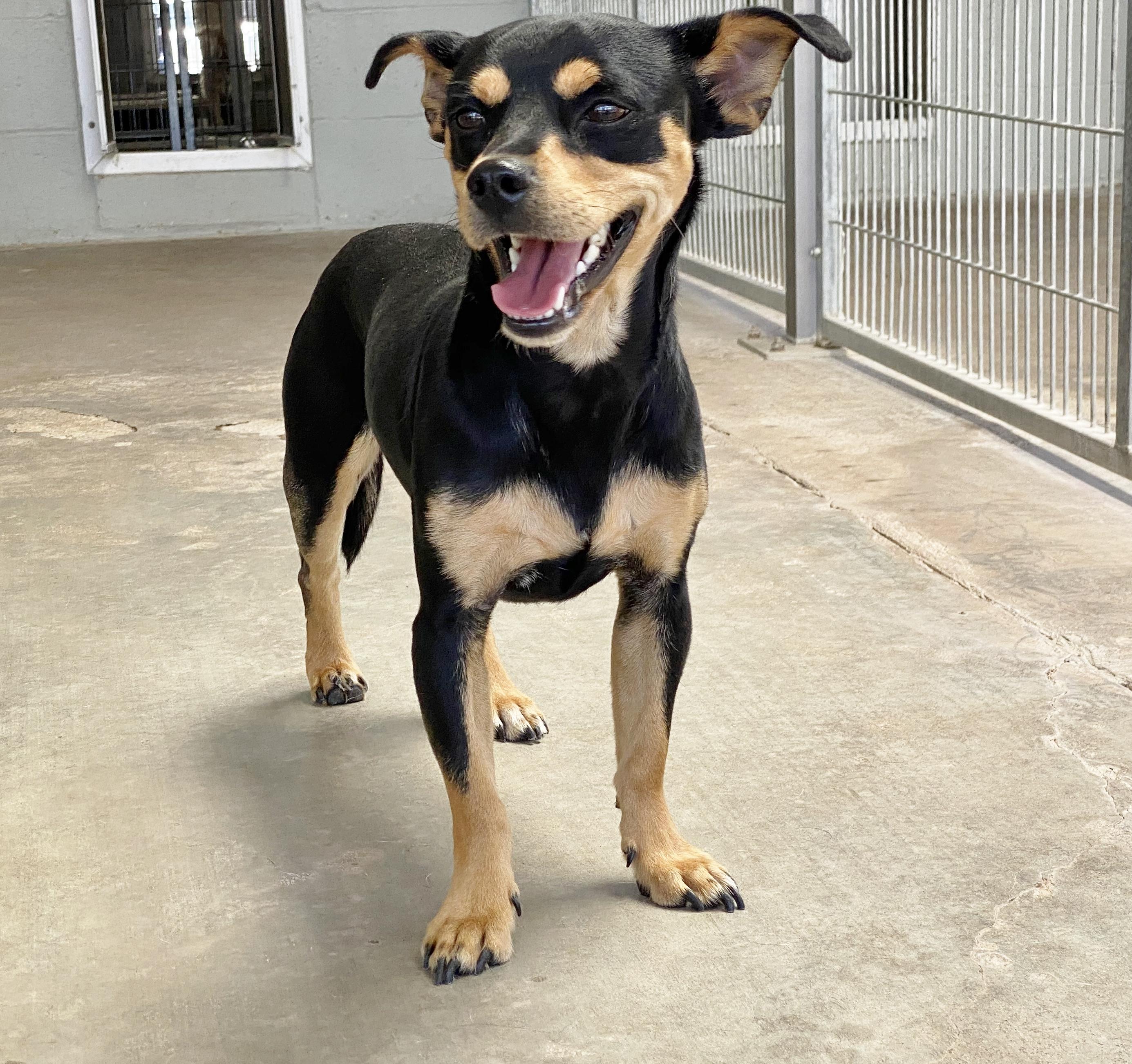 Roscoe photo 3