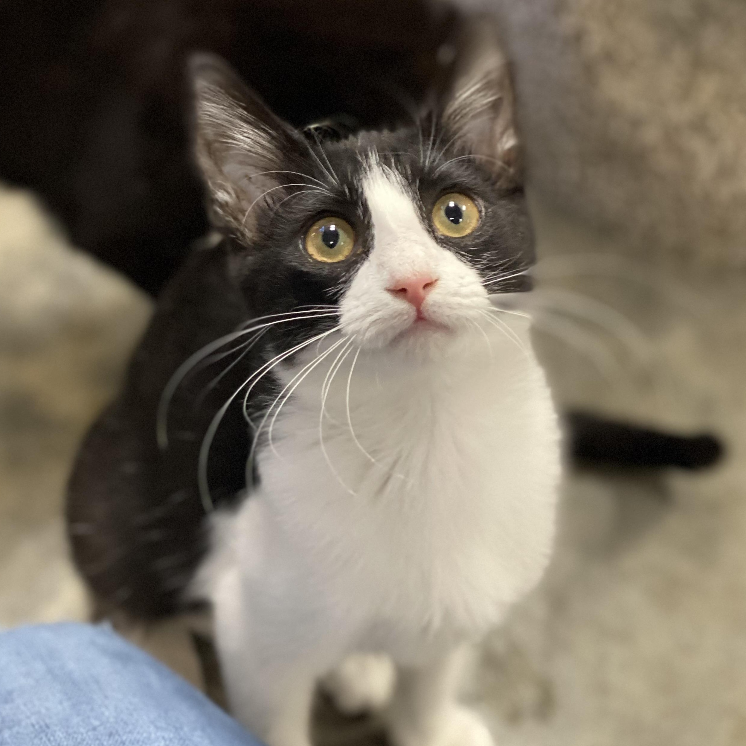 Enlarge Sharon, an adopted Domestic Short Hair in Collierville, TN image 5/5