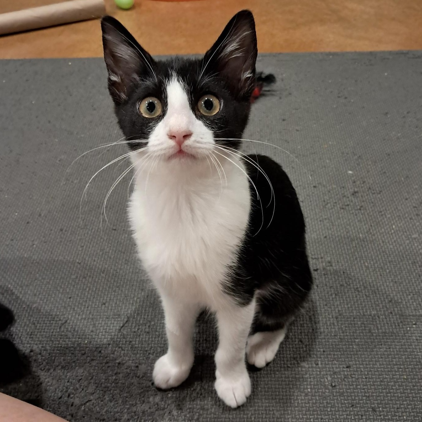 Enlarge Sharon, an adopted Domestic Short Hair in Collierville, TN image 3/5