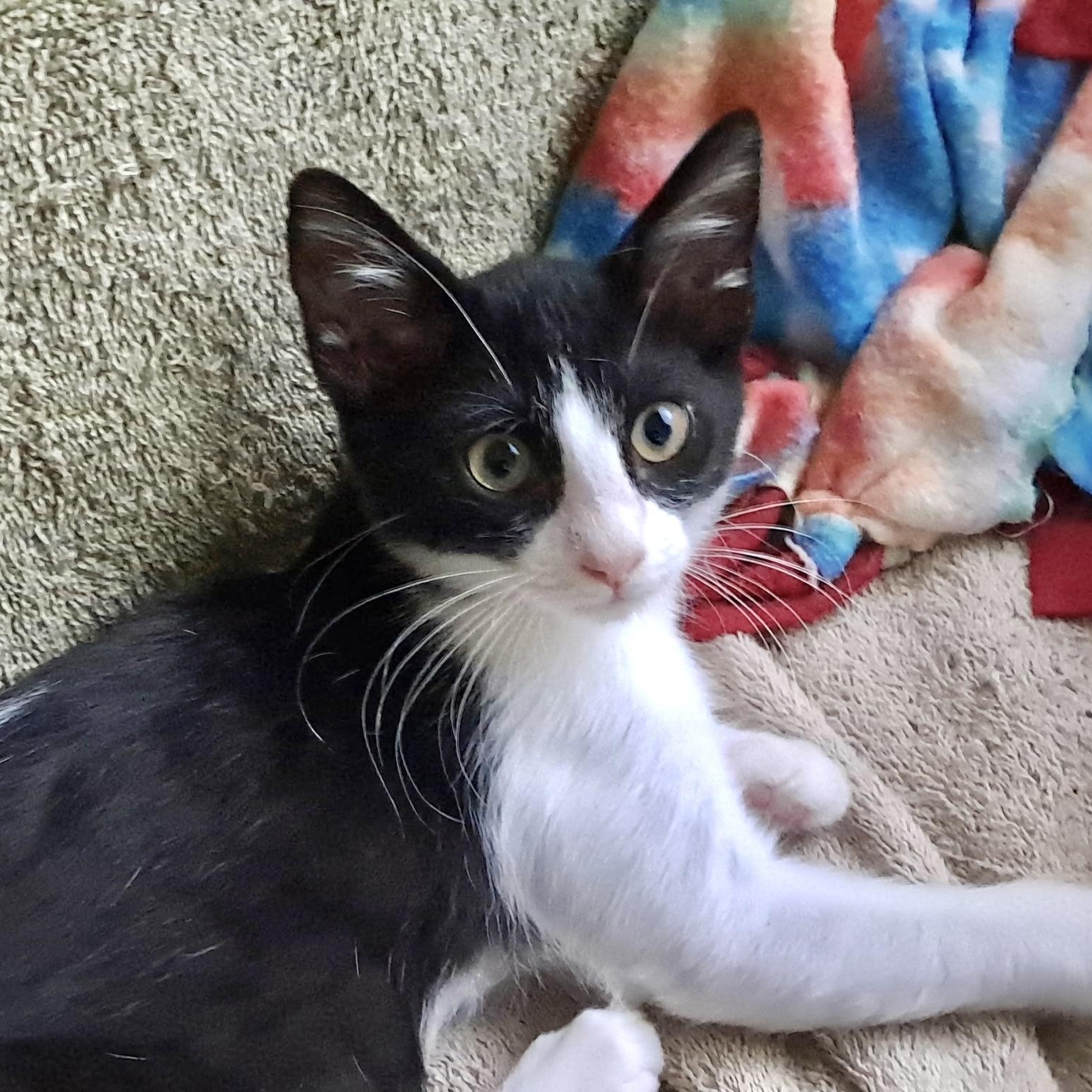 Enlarge Sharon, an adopted Domestic Short Hair in Collierville, TN image 4/5