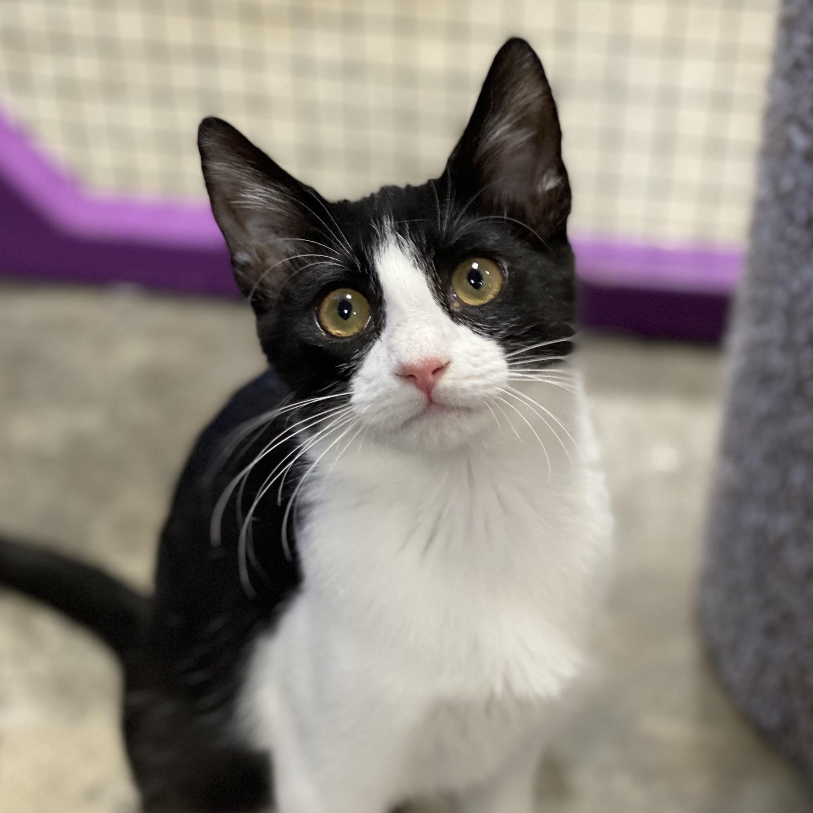 Enlarge Sharon, an adopted Domestic Short Hair in Collierville, TN image 1/5