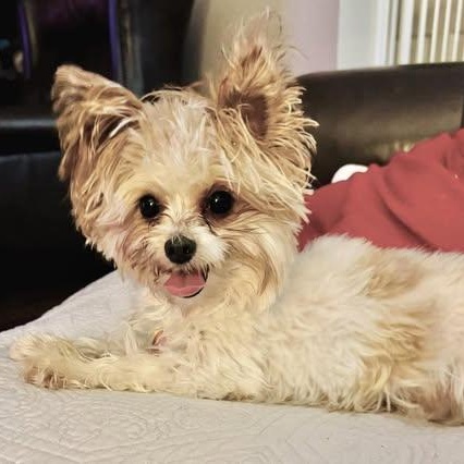 Turkey Field, Adoptable, Puppy Male Yorkshire Terrier.