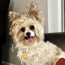 Turkey Field, Adoptable, Puppy Male Yorkshire Terrier.