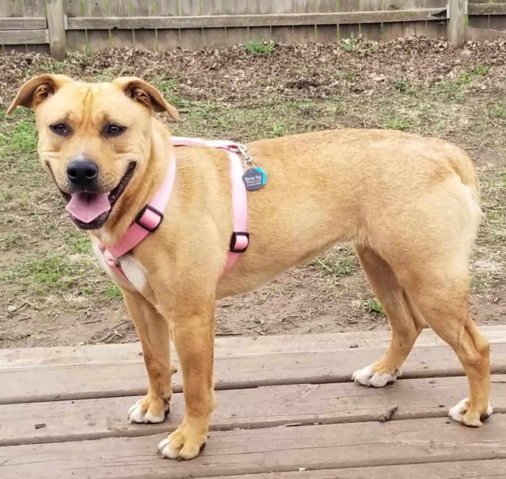 Ophelia - I'll Be Home for Christmas Promo, Adoptable, Adult Female Mixed Breed.