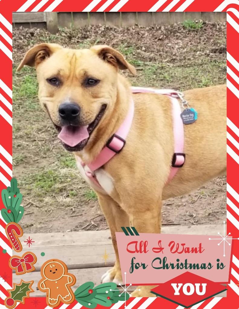 Enlarge Ophelia, a Adoptable mixed breed in Savage, MN image 2/2