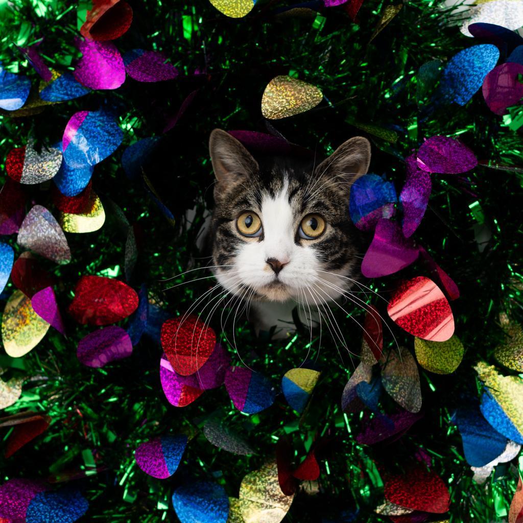 Enlarge Froggie, a Adoptable Domestic Short Hair in St. Paul, MN image 2/6