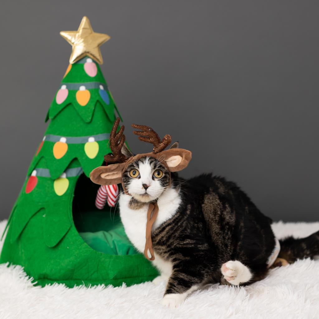 Enlarge Froggie, a Adoptable Domestic Short Hair in St. Paul, MN image 3/6