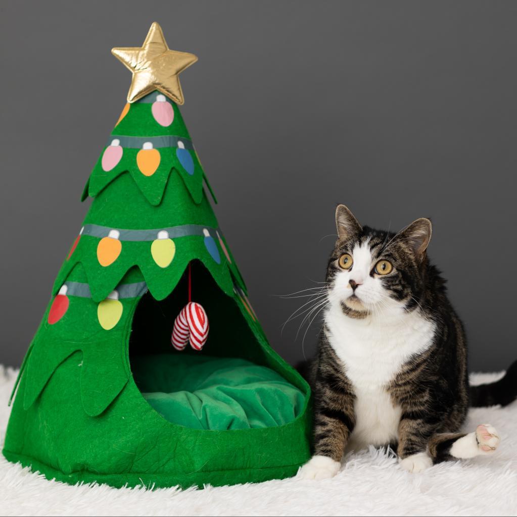 Enlarge Froggie, a Adoptable Domestic Short Hair in St. Paul, MN image 4/6