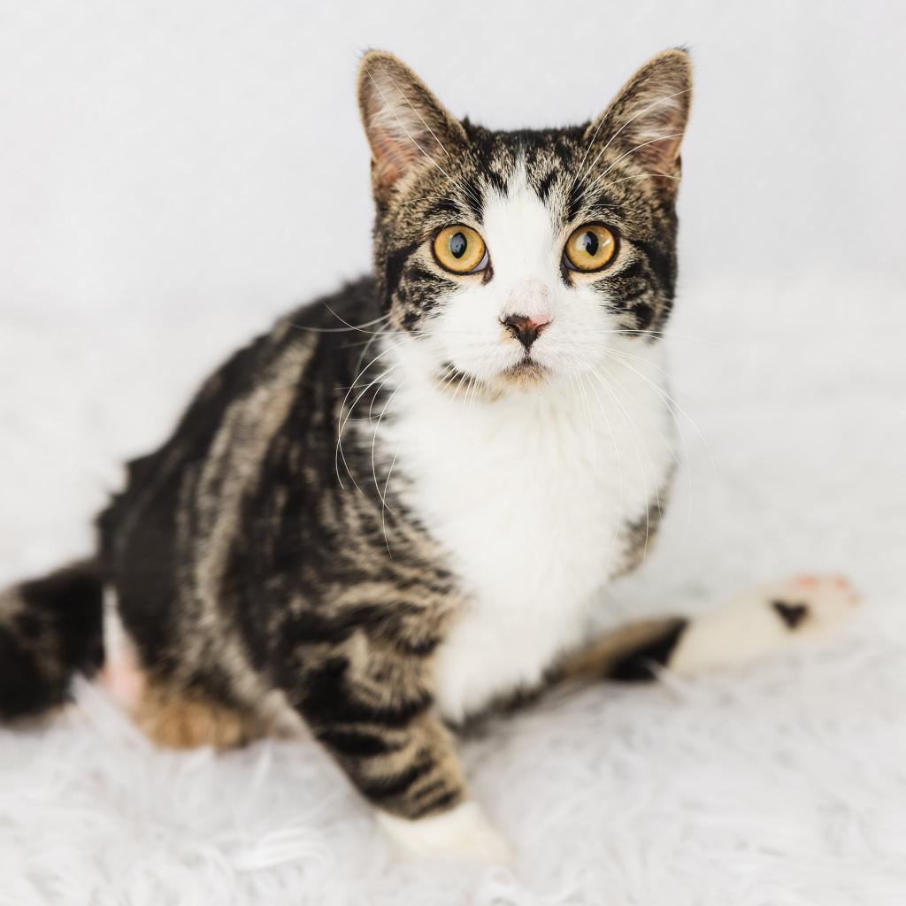 Enlarge Froggie, a Adoptable Domestic Short Hair in St. Paul, MN image 6/6