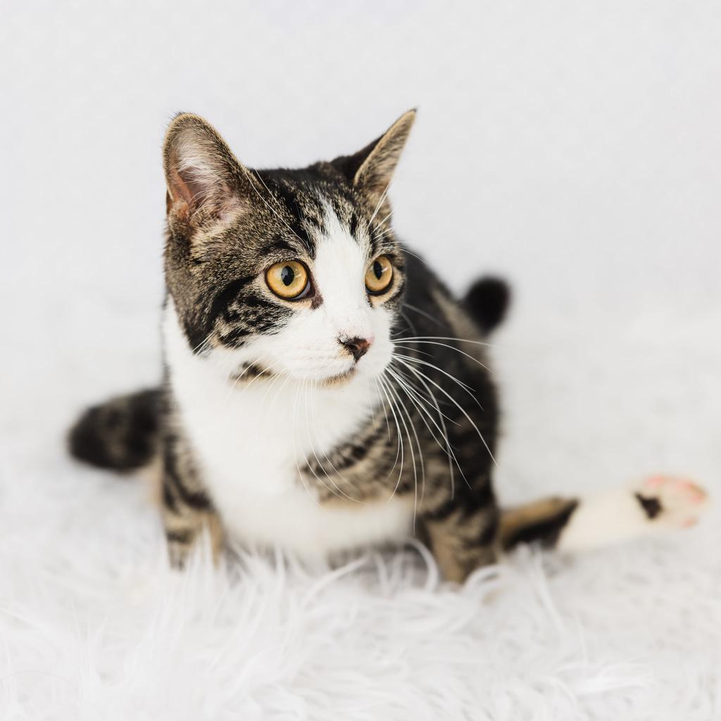 Enlarge Froggie, a Adoptable Domestic Short Hair in St. Paul, MN image 6/6