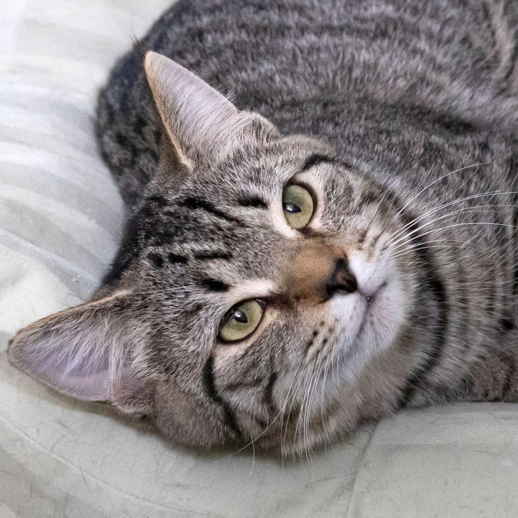 Crabapple, Adoptable, Young Female Domestic Short Hair.
