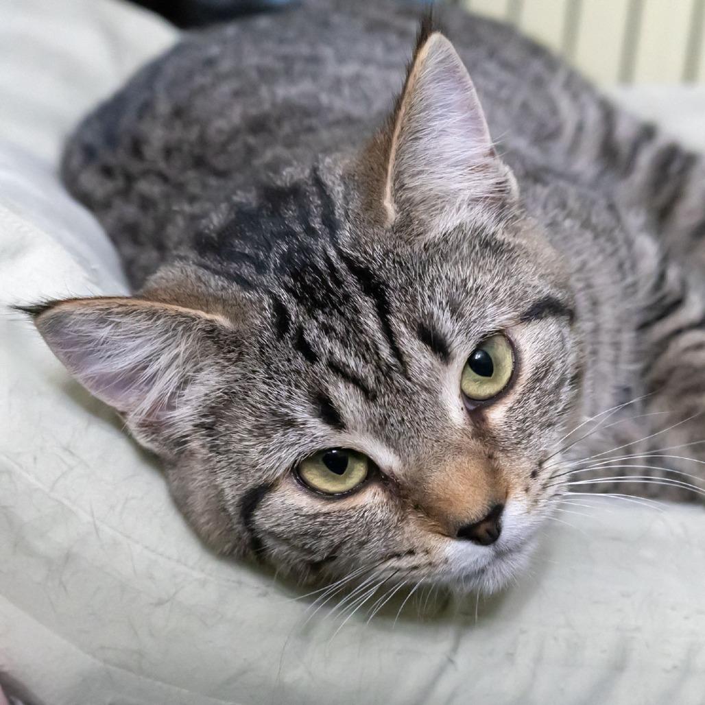 Crabapple, a Adoptable Domestic Short Hair in McKean, PA image 2/6