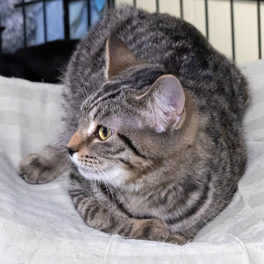 Crabapple, a Adoptable Domestic Short Hair in McKean, PA image 3/6