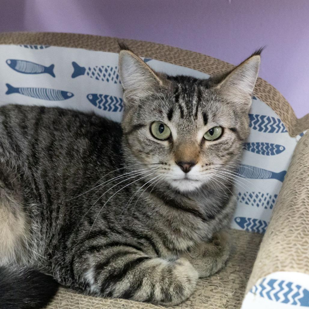 Crabapple, a Adoptable Domestic Short Hair in McKean, PA image 4/6