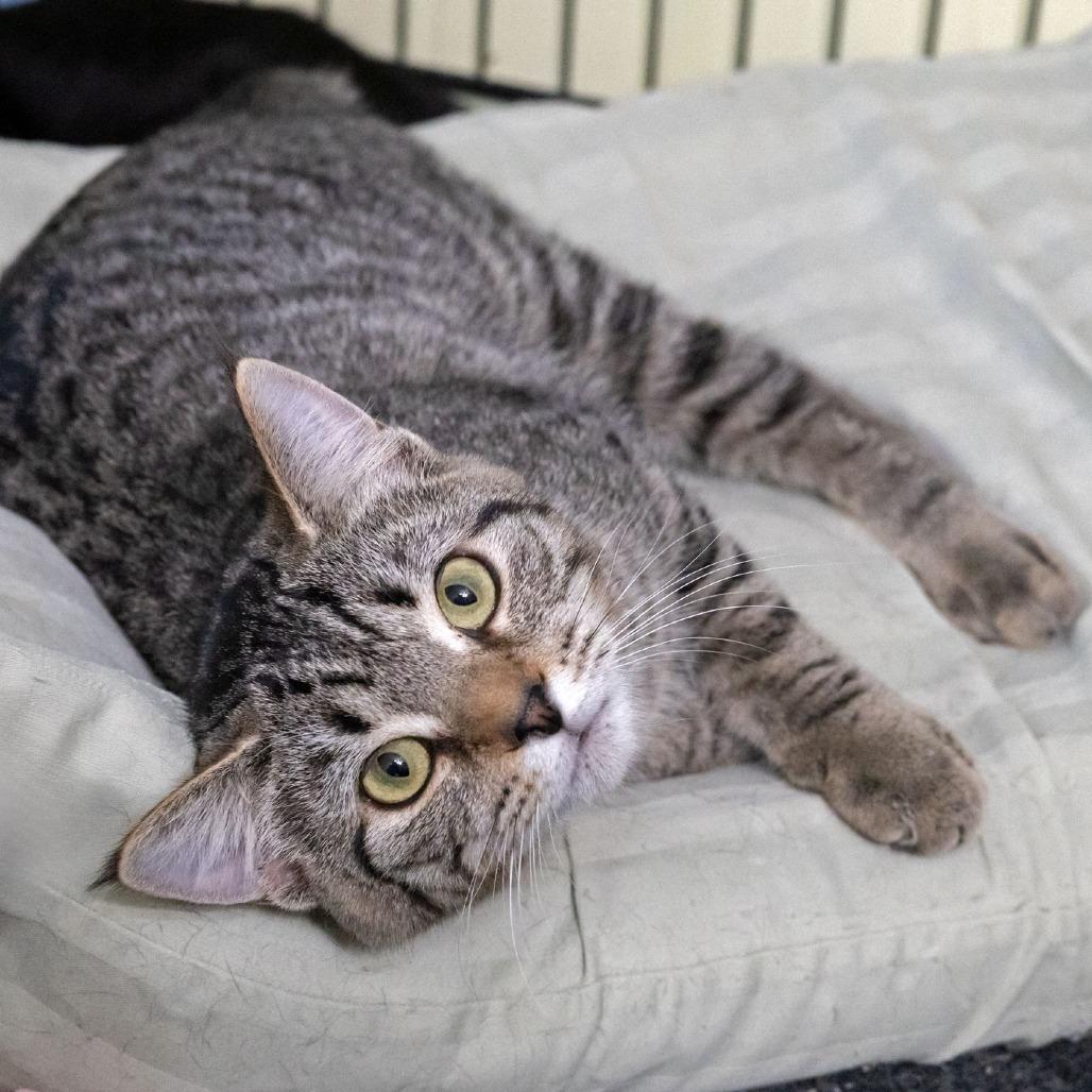 Crabapple, a Adoptable Domestic Short Hair in McKean, PA image 5/6
