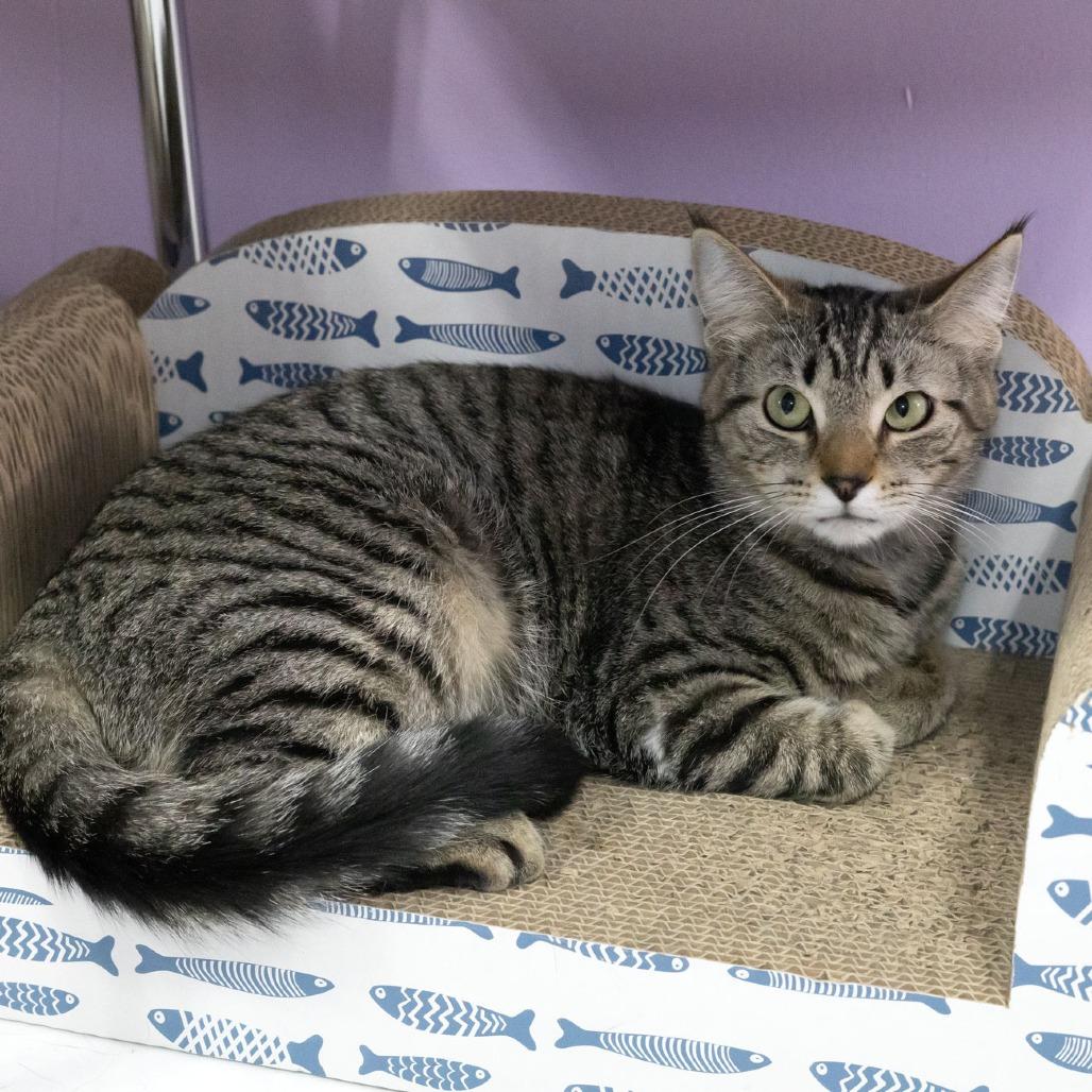 Crabapple, a Adoptable Domestic Short Hair in McKean, PA image 6/6