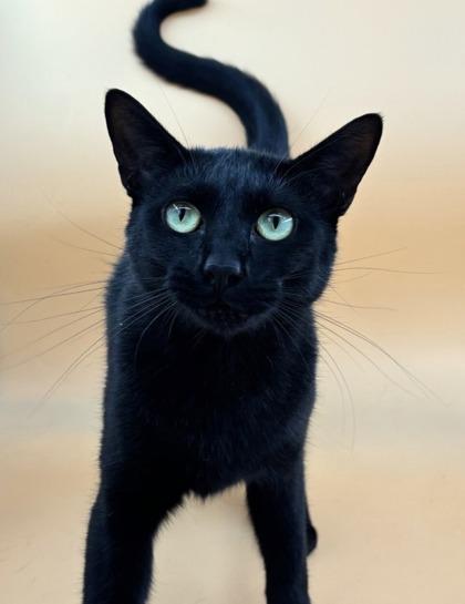 Enlarge Jodie , a ADOPTABLE Domestic Short Hair in Dahlonega, GA image 1/1