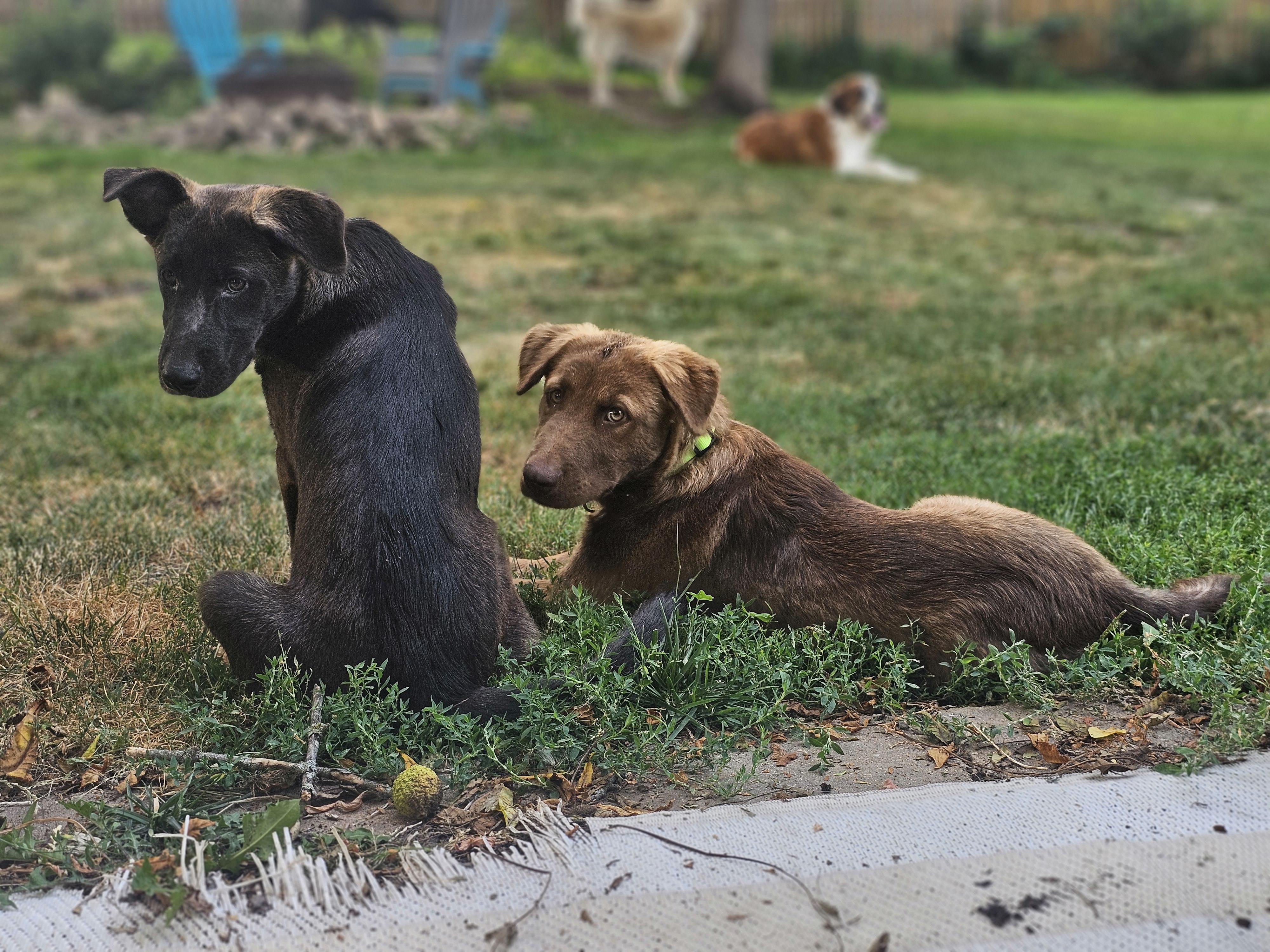 Koala the Shepherd Puppy, a Adoptable mixed breed in Muskego, WI image 2/6