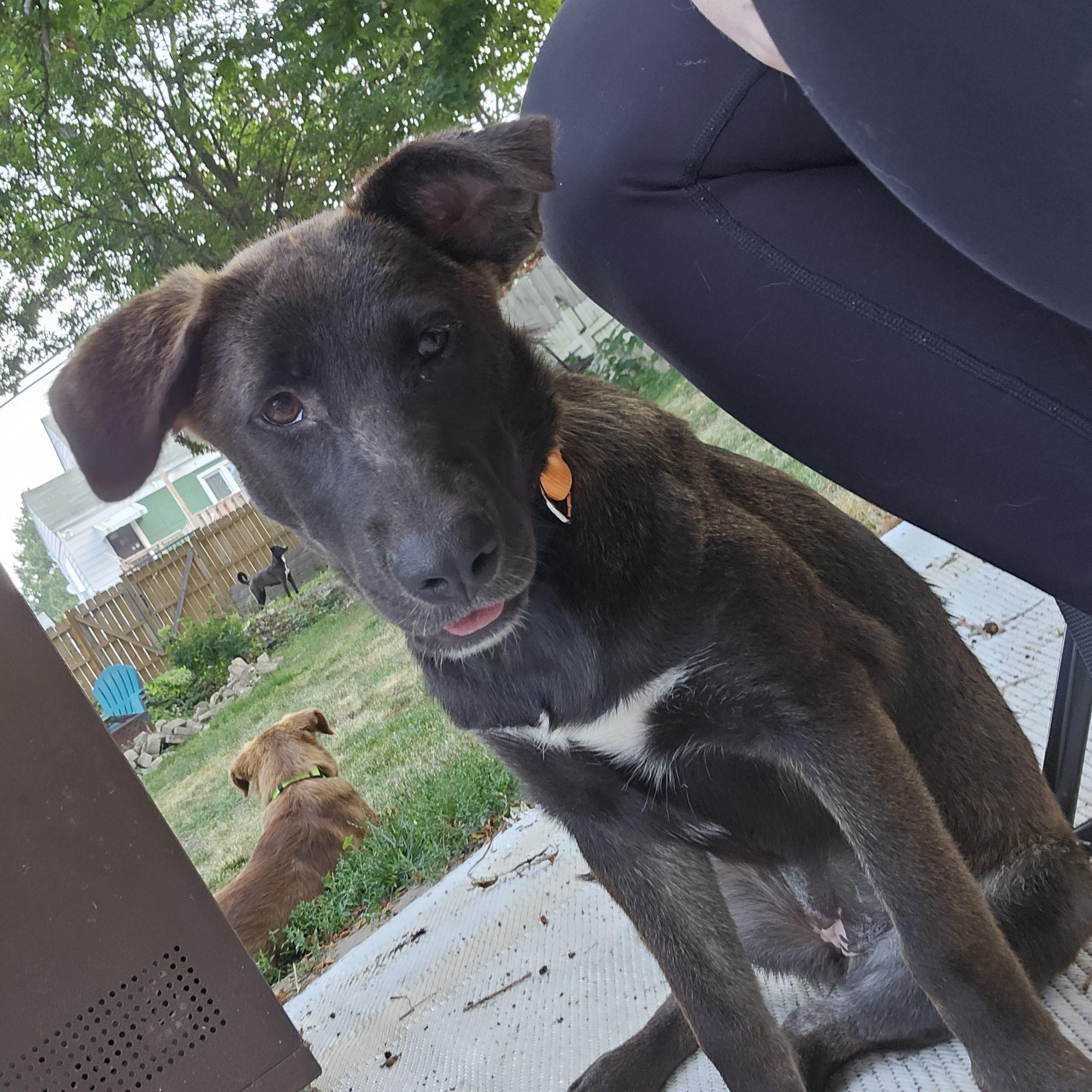 Koala the Shepherd Puppy, a Adoptable mixed breed in Muskego, WI image 3/6