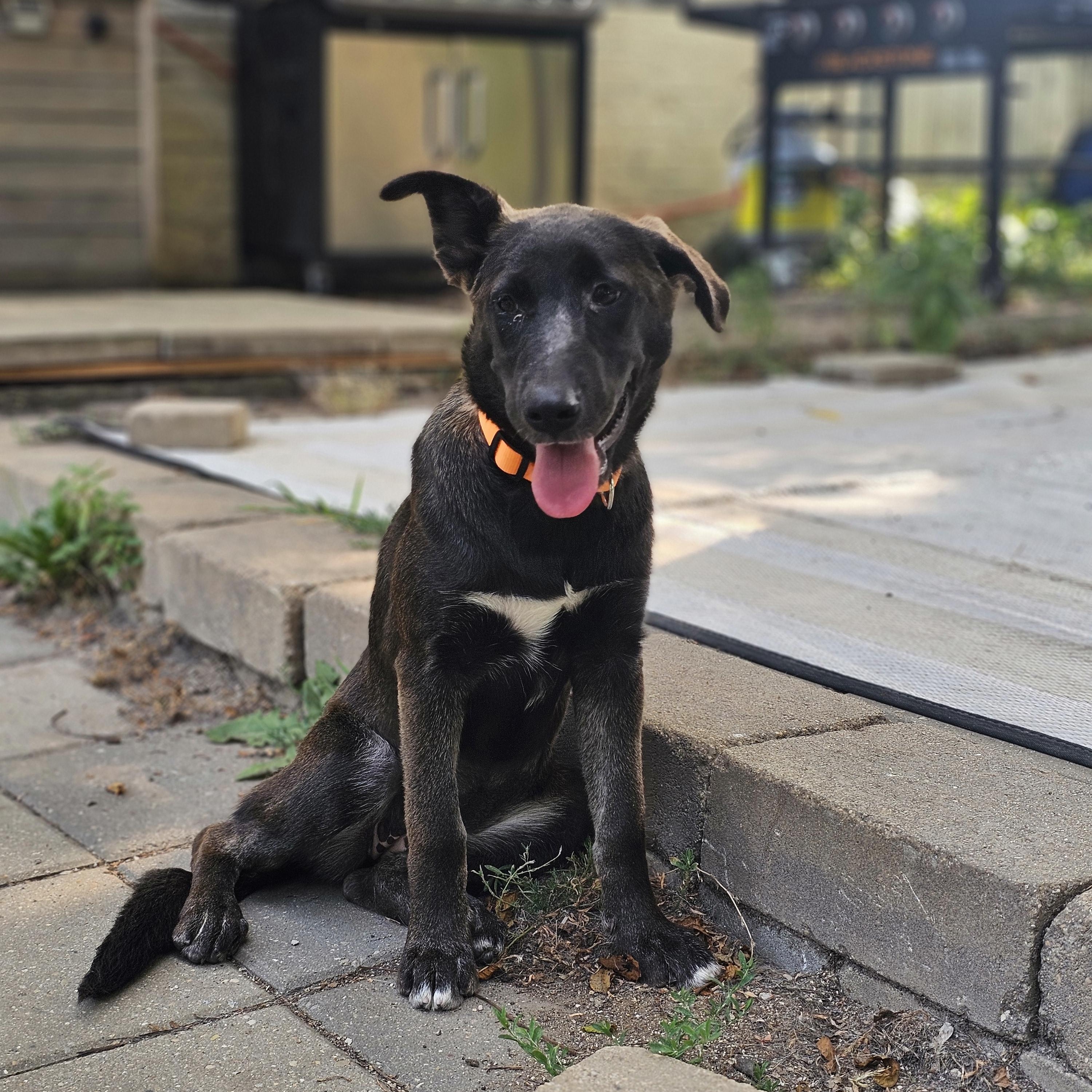 Koala the Shepherd Puppy, Adoptable, Puppy Female German Shepherd Dog & Labrador Retriever.
