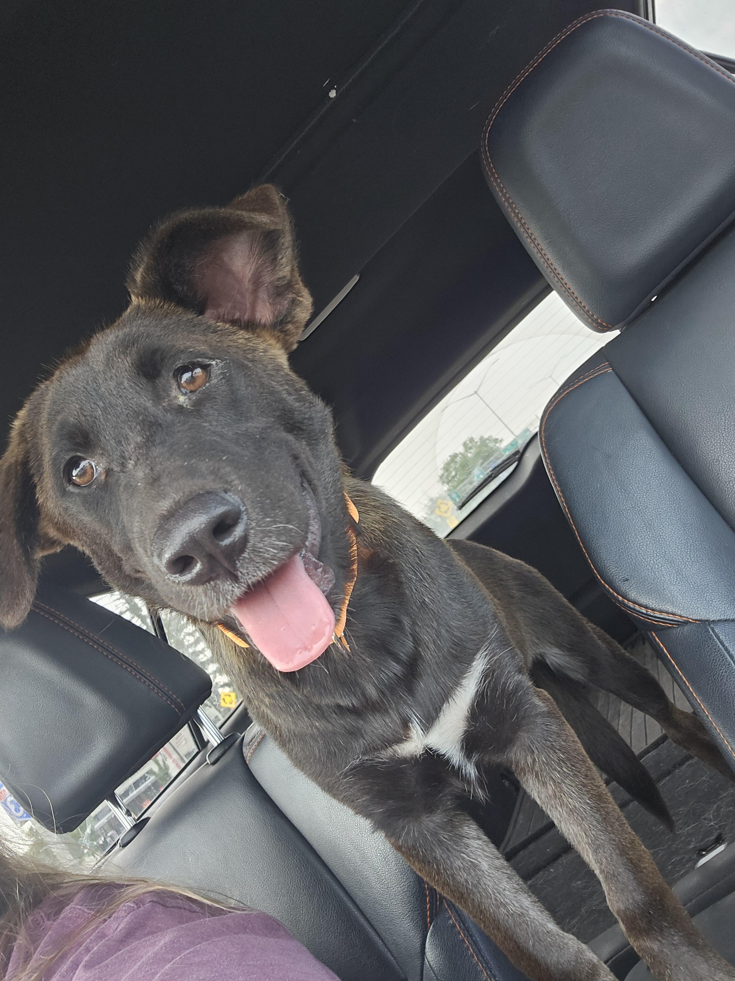 Koala the Shepherd Puppy, a Adoptable mixed breed in Muskego, WI image 5/6