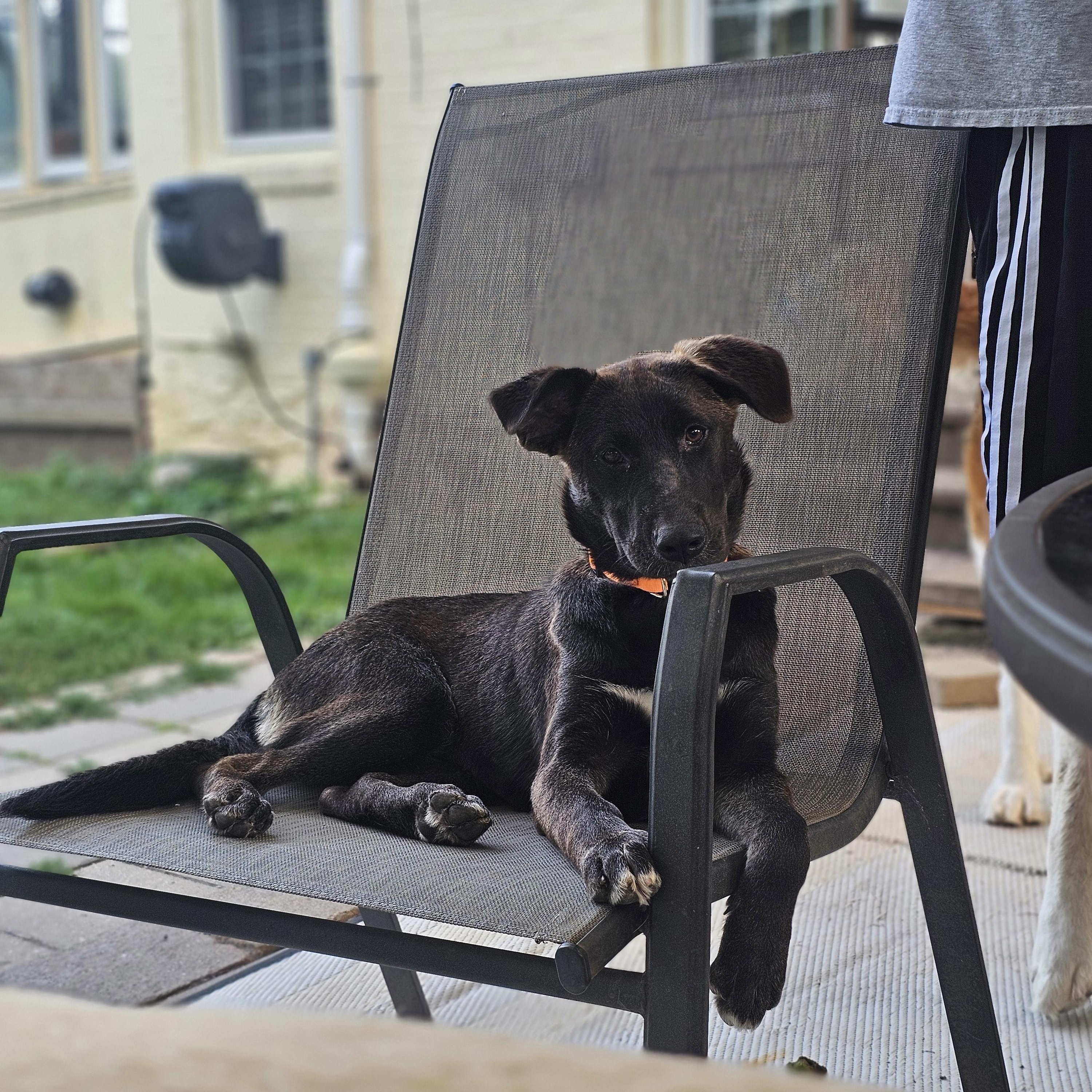 Koala the Shepherd Puppy, a Adoptable mixed breed in Muskego, WI image 4/6