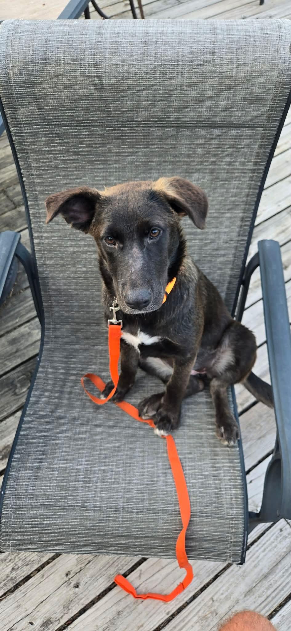 Koala the Shepherd Puppy, a Adoptable mixed breed in Muskego, WI image 6/6