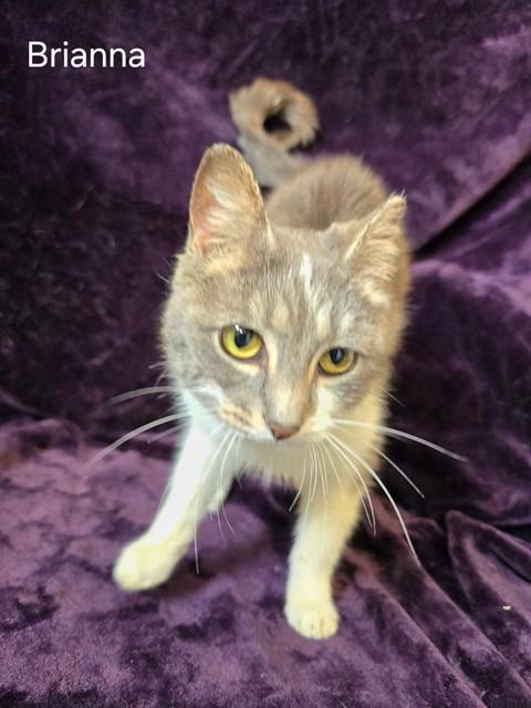 BRIANNA, Adoptable, Adult Female Domestic Short Hair.