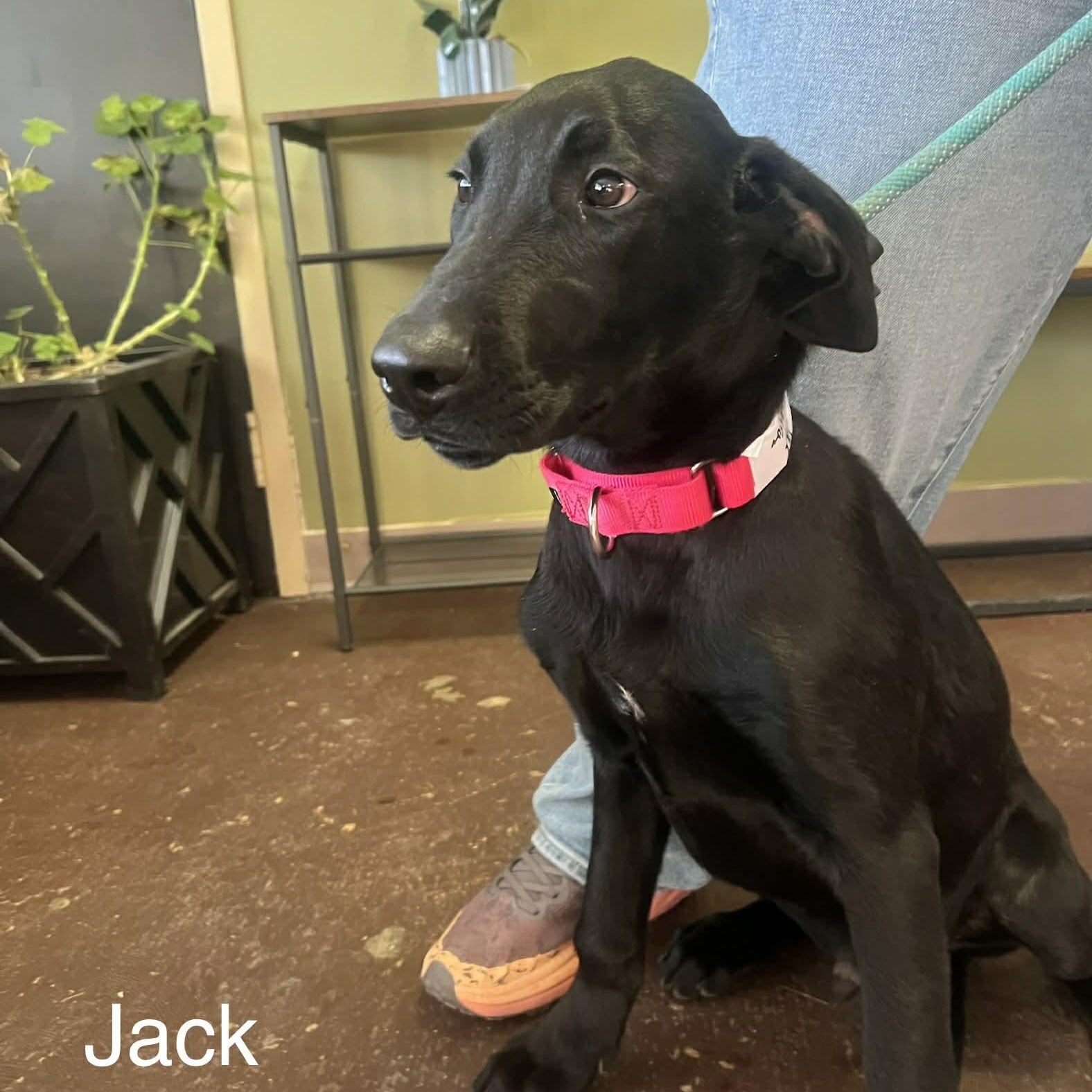 Jack Sparrow thumbnail 2