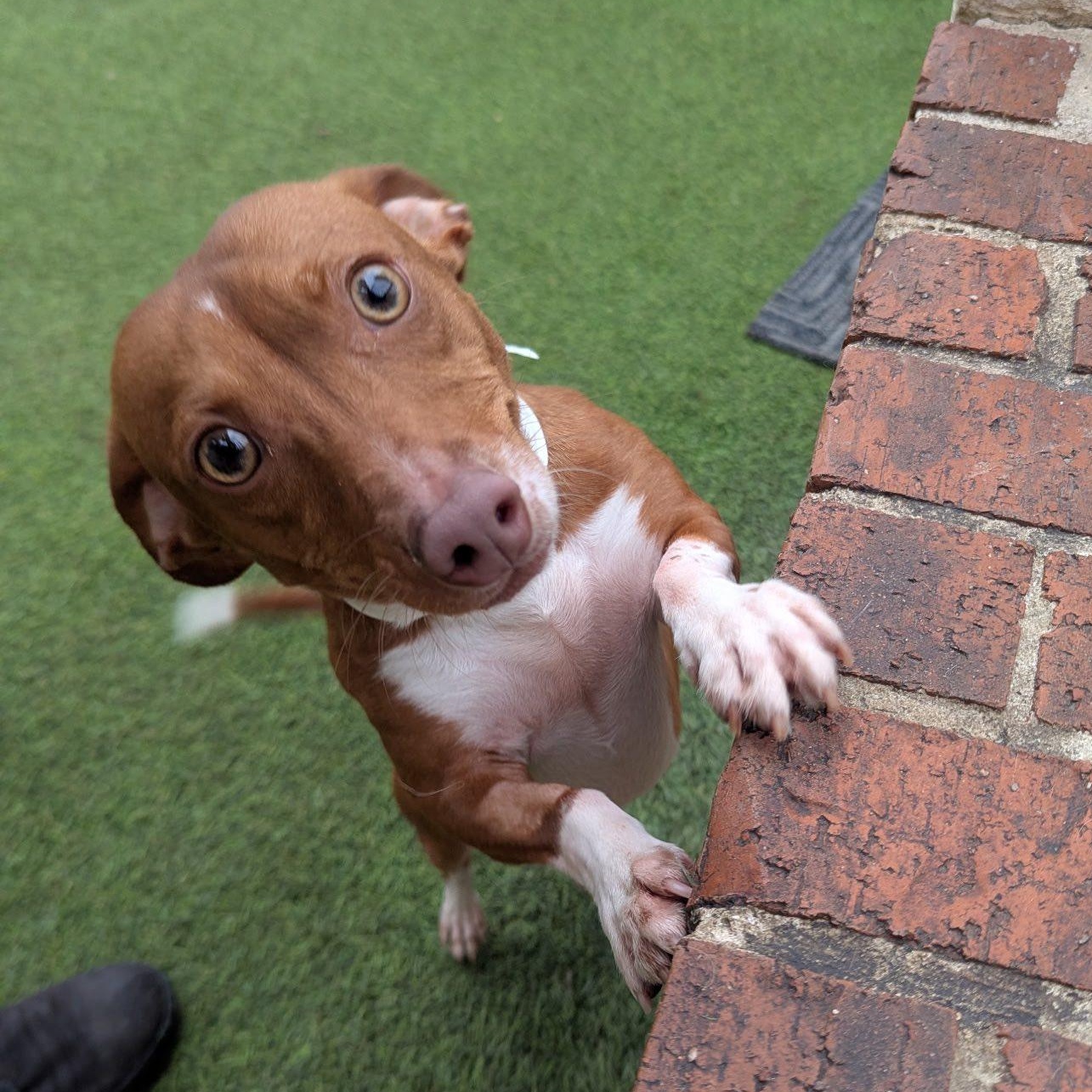 Enlarge Archie, a Adoptable mixed breed in Portland, OR image 1/6