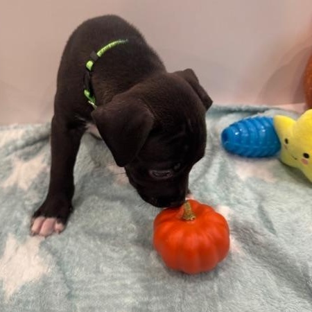 Enlarge Leo Starstruck, a Adoption Pending mixed breed in Andover, MA image 3/6
