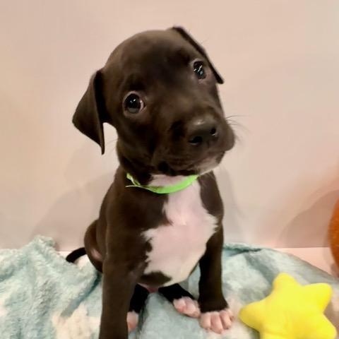 Enlarge Leo Starstruck, a Adoption Pending mixed breed in Andover, MA image 1/6