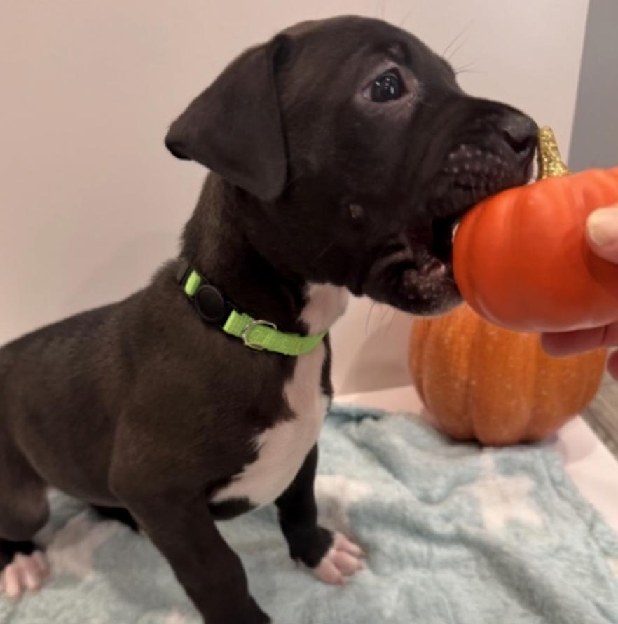 Enlarge Leo Starstruck, a Adoption Pending mixed breed in Andover, MA image 6/6
