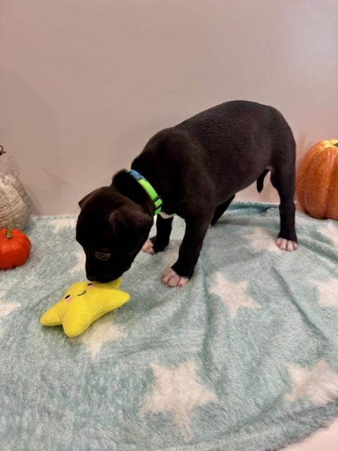 Enlarge Leo Starstruck, a Adoption Pending mixed breed in Andover, MA image 2/6