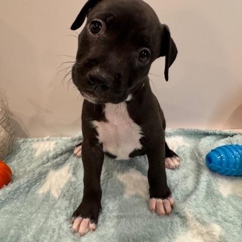 Enlarge Leo Starstruck, a Adoption Pending mixed breed in Andover, MA image 4/6