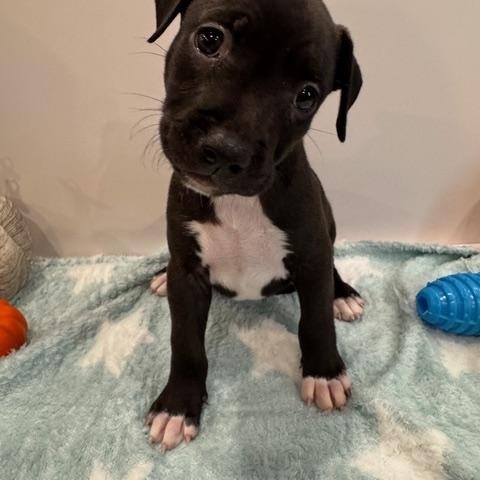 Enlarge Leo Starstruck, a Adoption Pending mixed breed in Andover, MA image 5/6