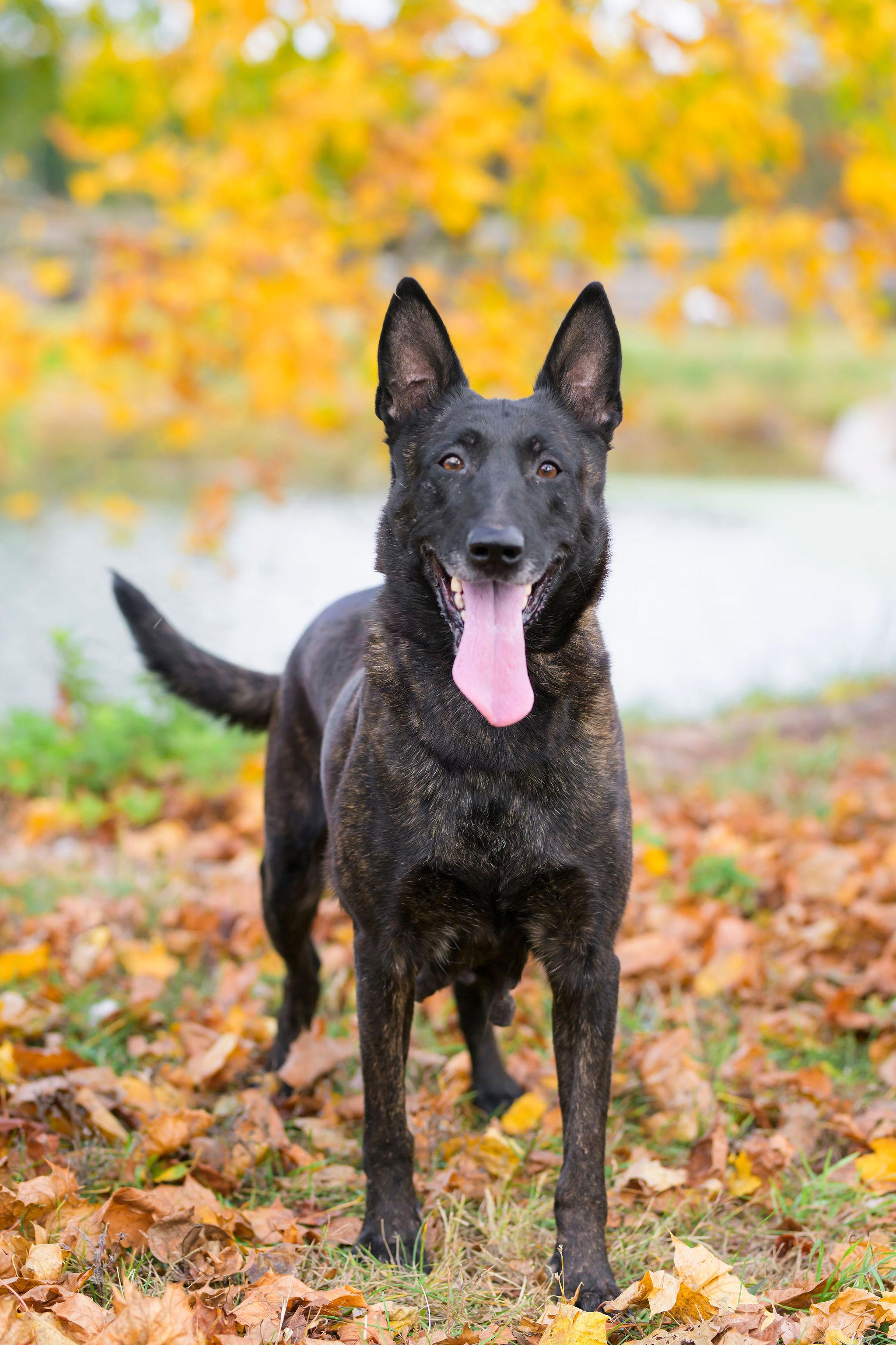 Alanna, Adoptable, Adult Female Dutch Shepherd.