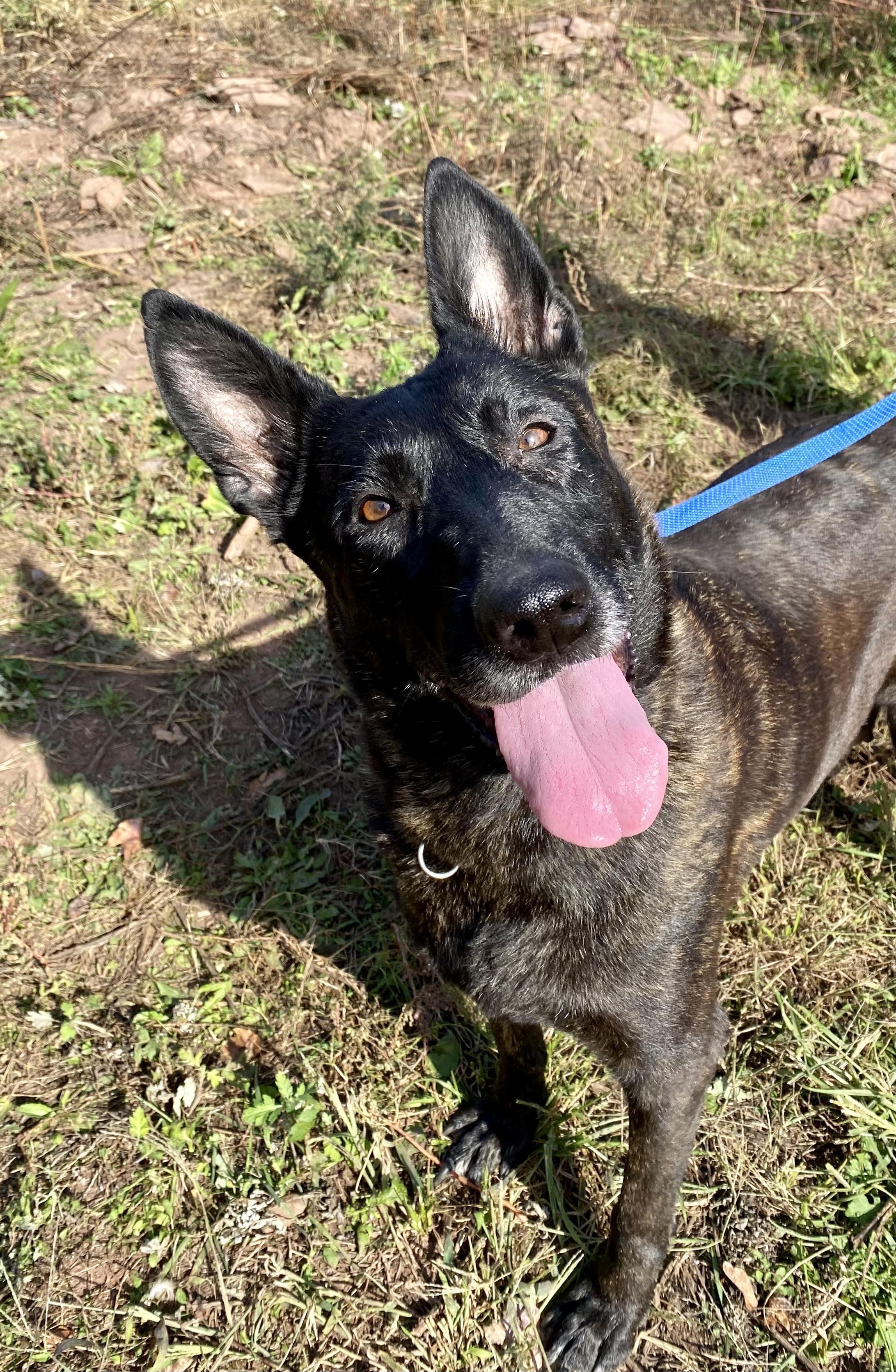 Alanna, Adoptable, Adult Female Dutch Shepherd.
