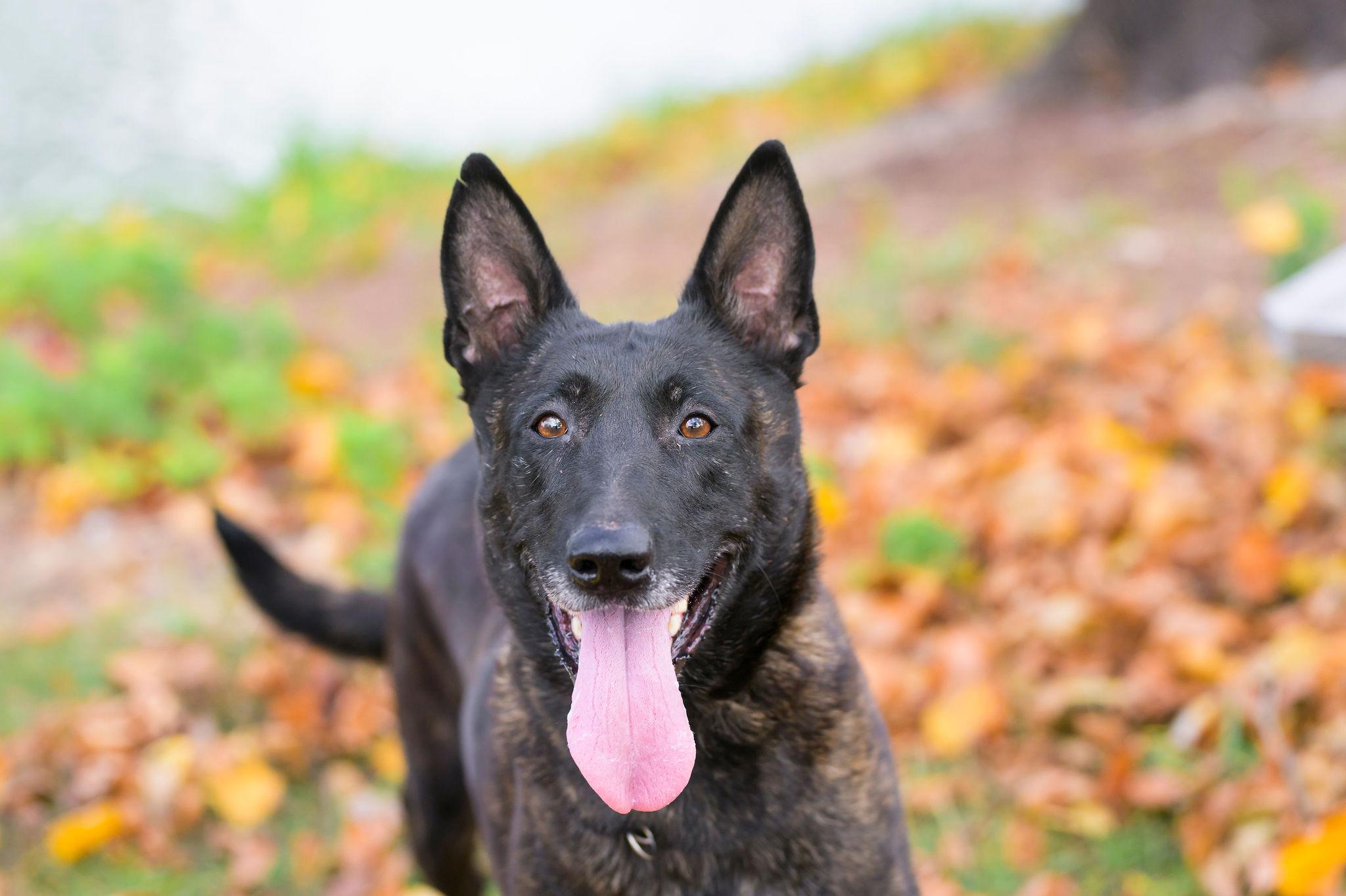 Alanna, a Adoptable Dutch Shepherd in Ewing, NJ image 3/6